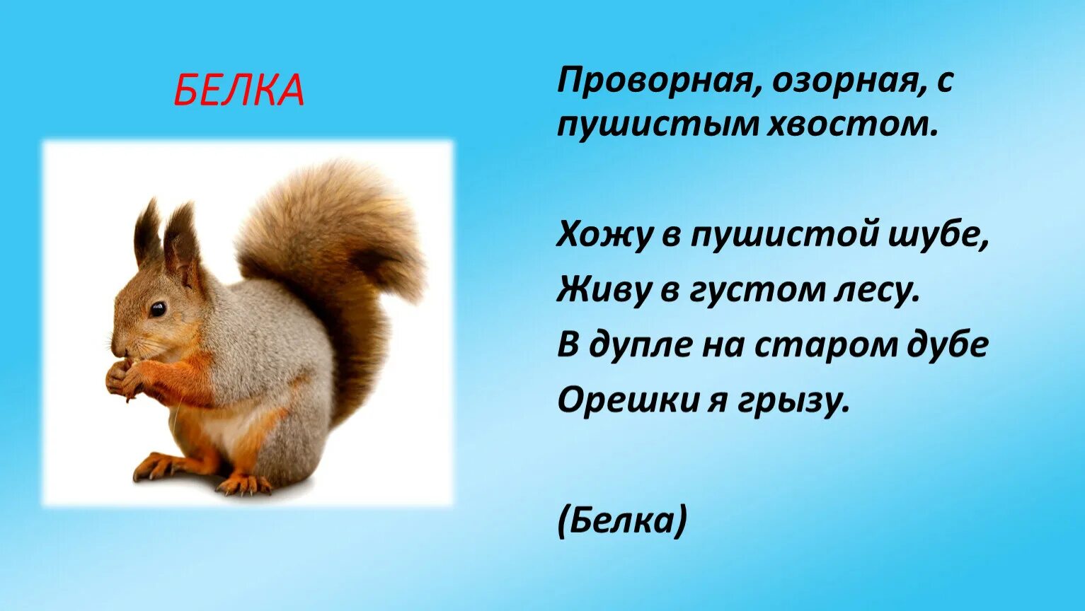 Белка всеядная. Белка в России краткое описание. Презентация Дикие животные белка. Проворная белка.