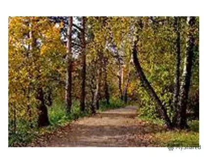 Верхняя аллея 8 золотая осень