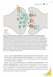 Петер дуус топический диагноз