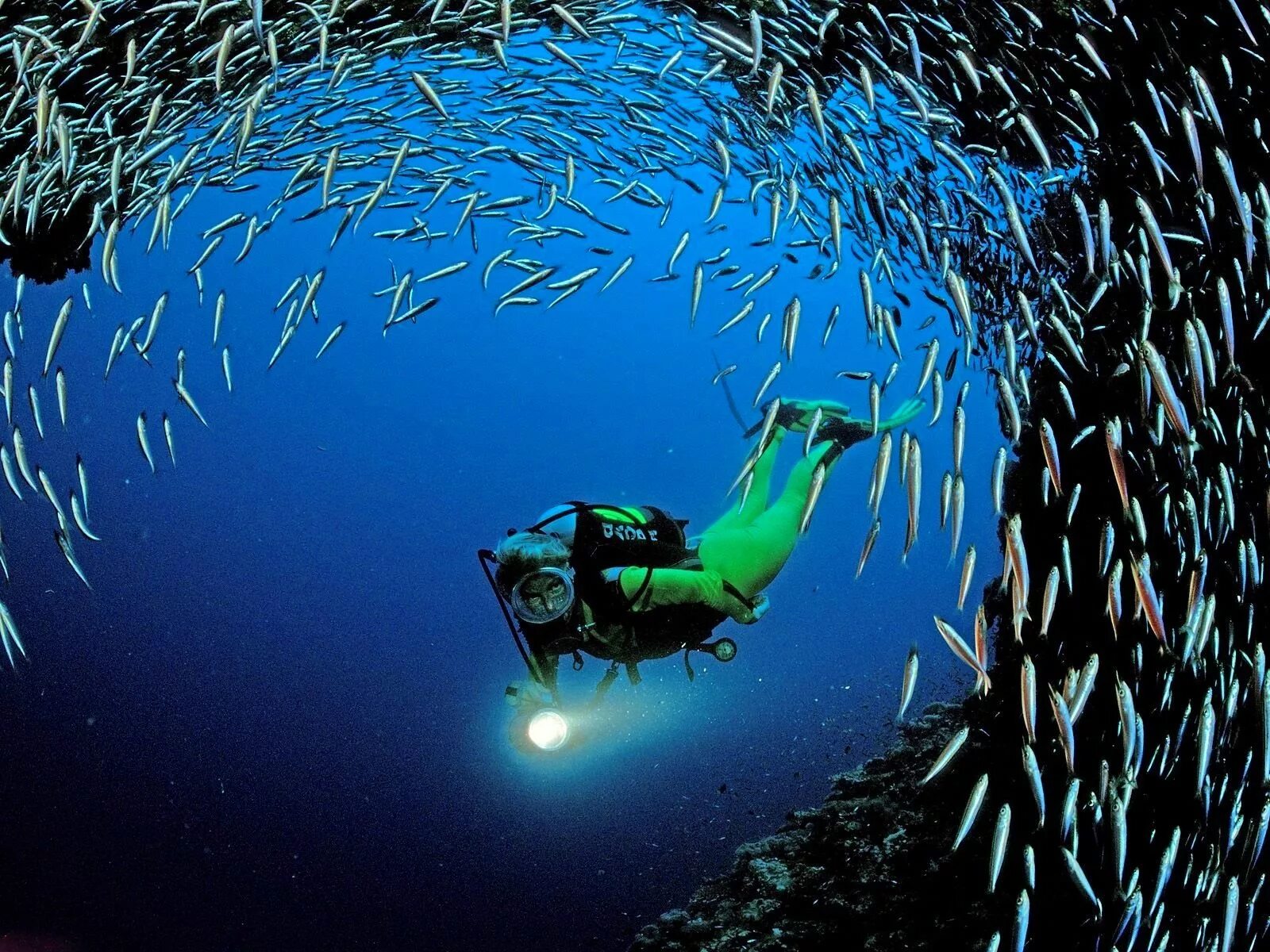 Рыбы под водой. Рыбки в океане. Стая рыб. Жизнь морского океана