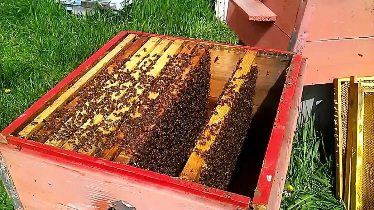 Улей внутри. Улей для пчел. Внутри улья пчел. Улей изнутри.