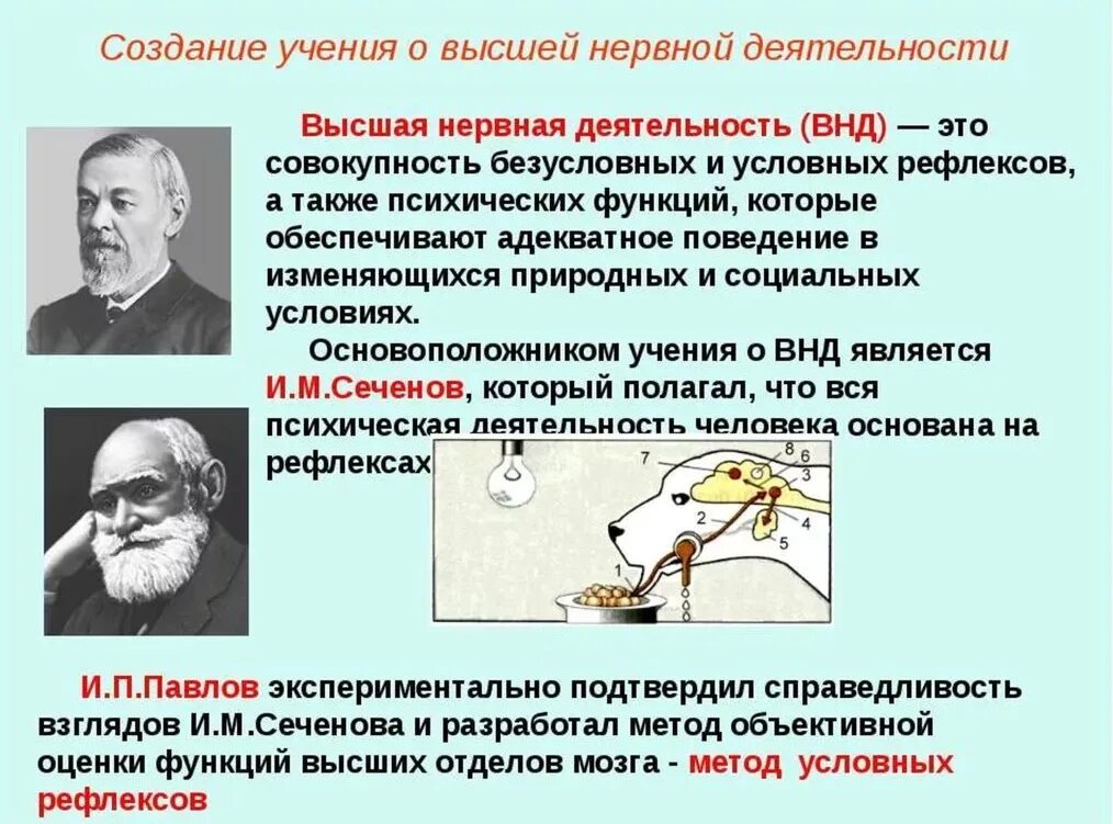 Учение Павлова о высшей нервной деятельности. Учения и.м.Сеченова, и.о.Павлова о ВНД. Учение Сеченова и Павлова о высшей нервной деятельности. Типы высшей нервной деятельности (и.п.Павлов) физиология.