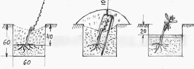 Посадка саженцев винограда весной в грунт. Схема посадки винограда осенью саженцами. Схема посадки черенков винограда весной. Посадка винограда в Подмосковье весной саженцами.