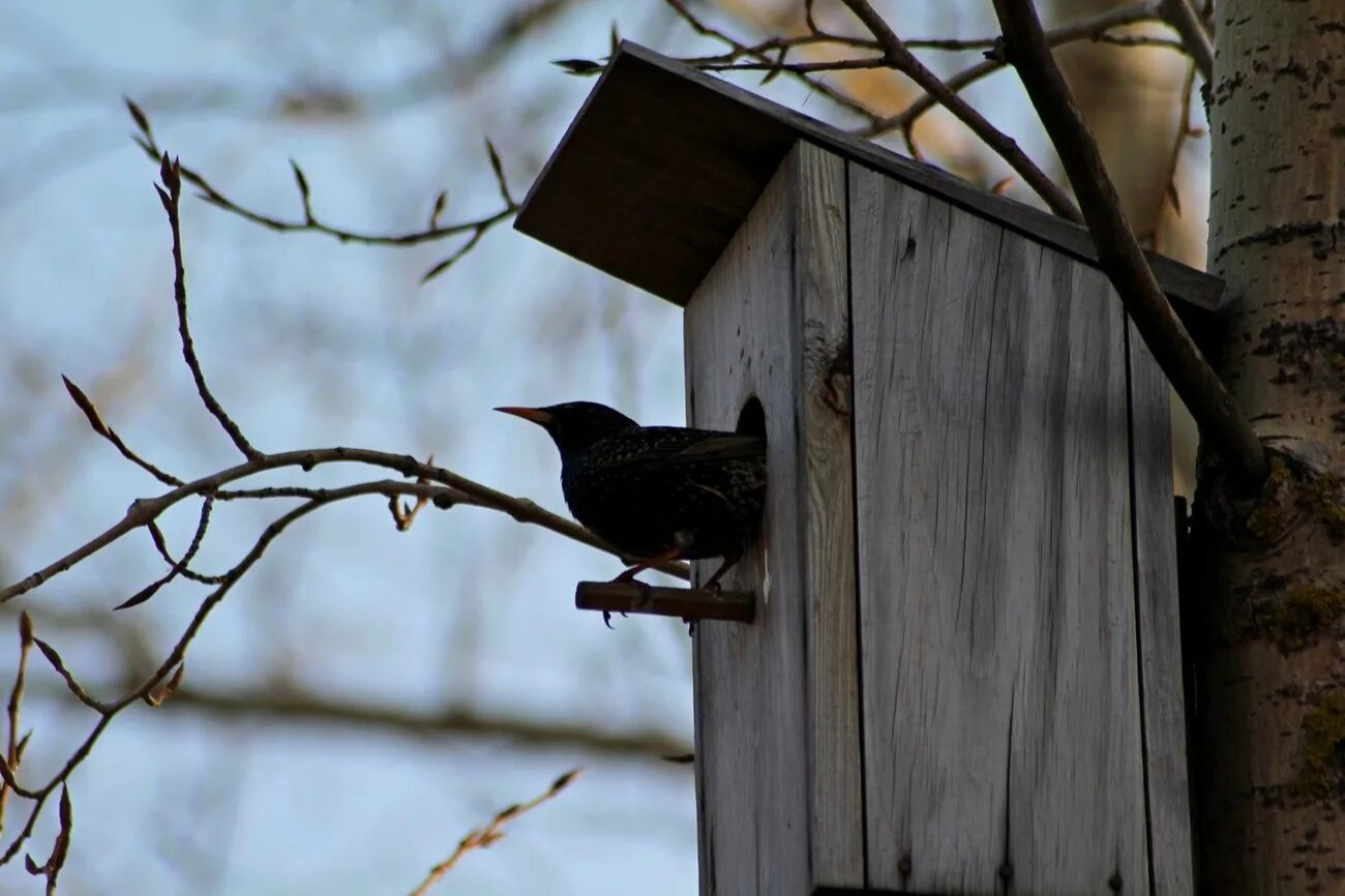 Как правильно скворцы скворцы. Скворец фото птицы. Бурый скворец. Дрозд галка скворец. Как правильно скворцы скворцы.