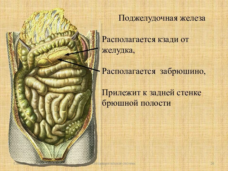 Какие железы расположены в брюшной полости. Задняя стенка брюшной полости. Поджелудочная железа расположена забрюшинно. Железы брюшной полости.