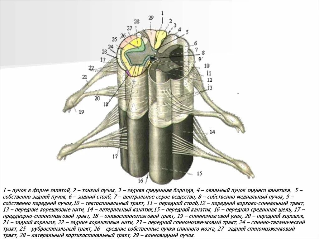 Тонкий пучок заднего канатика спинного мозга. Строение спинного мозга спинной мозг вид сбоку. Анатомия Корешков спинного мозга. Серые столбы спинного мозга