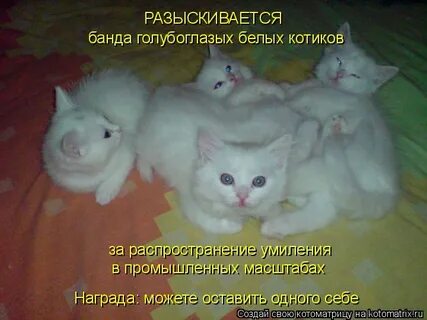 Кличка для белой кошки