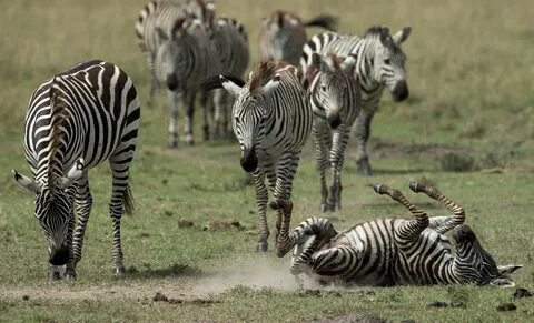Animals s s