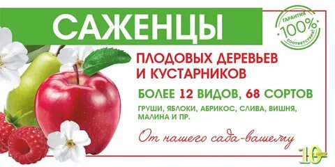 Саженцы сайт каталог