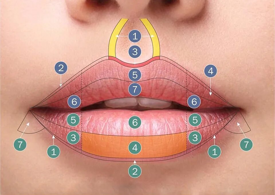 Между носом и ртом. Строение губ.