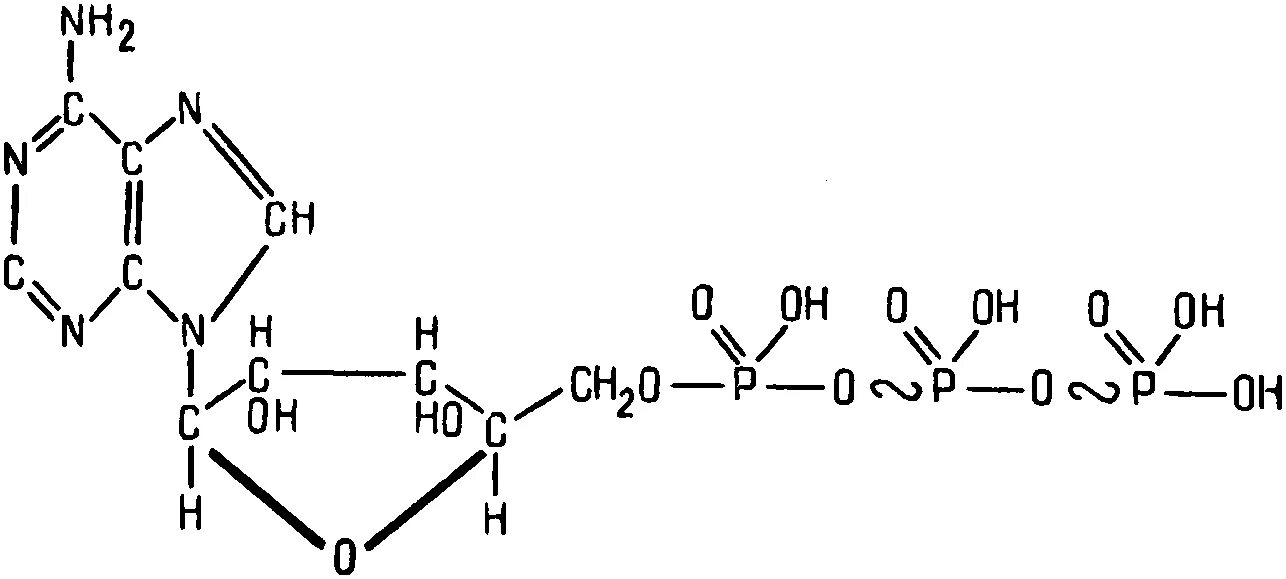 Схема строения АТФ. Химическая формула молекулы АТФ. АТФ структура на прозрачном фоне. Знать структурные формулы АТФ. Углевод в составе атф