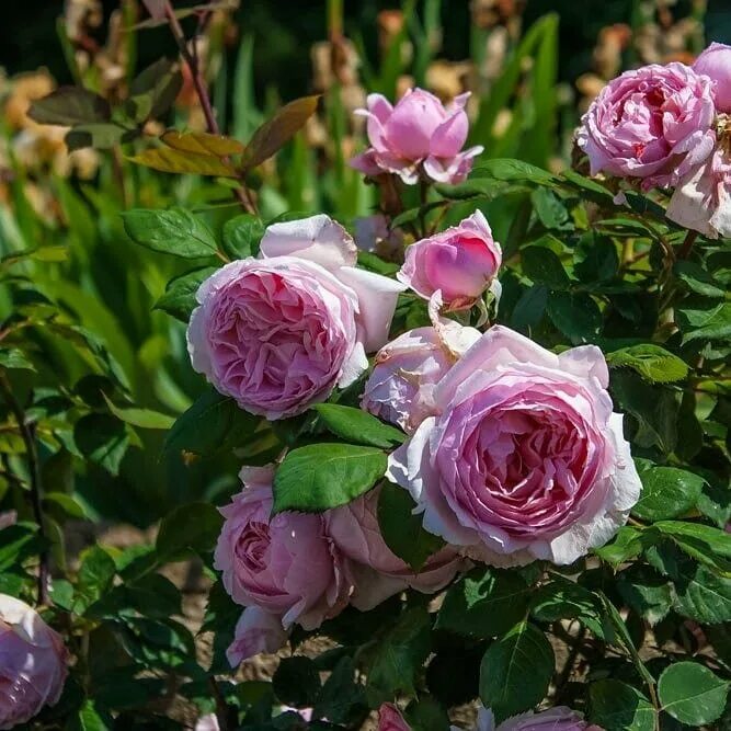 розы почтой 58 интернет