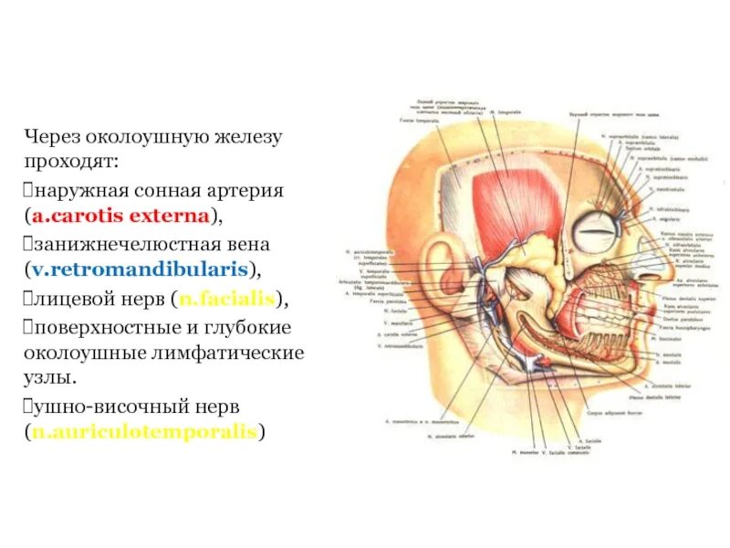 Наружная Сонная артерия околоушная железа. Околоушная слюнная железа анатомия артерии и нервы. Нерв через околоушную железу. Околоушная железа нерв