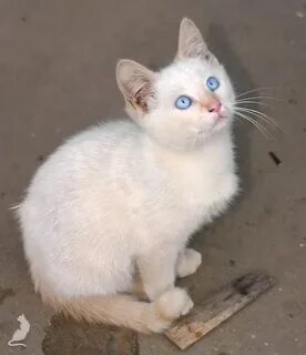 Тайский белый кот