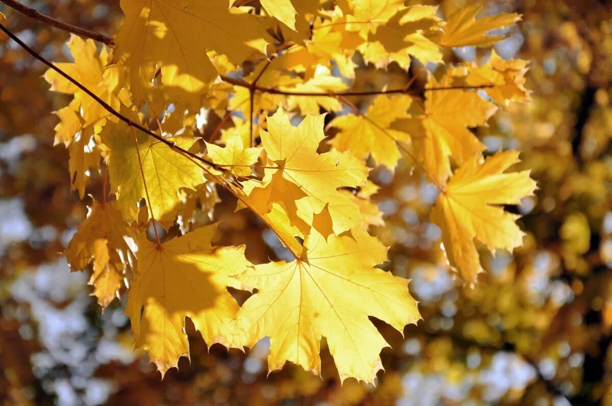 Пожелтевшие за неделю листья. Клён жёлтый. Клен Желтолист. Дерево клён лист золотой. Клёны осенью желтеют.