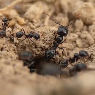 Ants 6