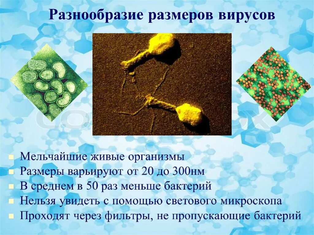 Многообразие вирусов 5 класс презентация. Разнообразие размеров вирусов. Вирусы неклеточные формы жизни. Вирусы презентация. Вирусы биология кратко.