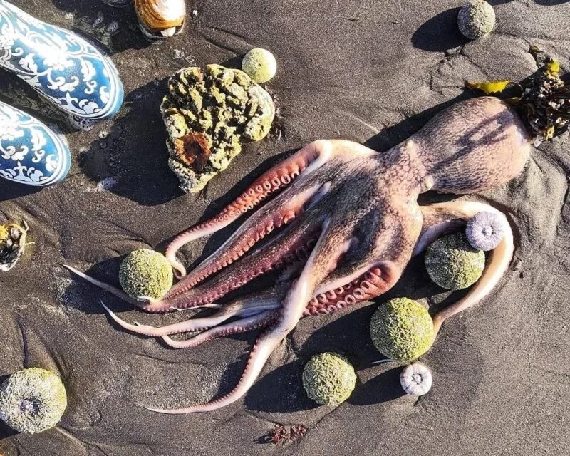 Погибло много рыбы. Экологическая катастрофа на Камчатке 2020. Массовая гибель морских животных на Камчатке (2020). Гибель морских животных на Камчатке экологическая катастрофа. Морские обитатели гибнут.