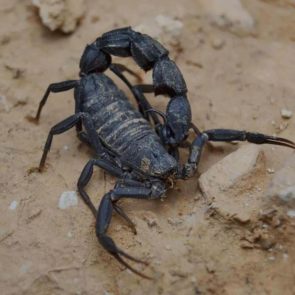 Скорпион Heterometrus cyaneus. Андроктонус Скорпион толстохвостый. Черный толстохвостый Скорпион. Гетерометрус cyaneus.