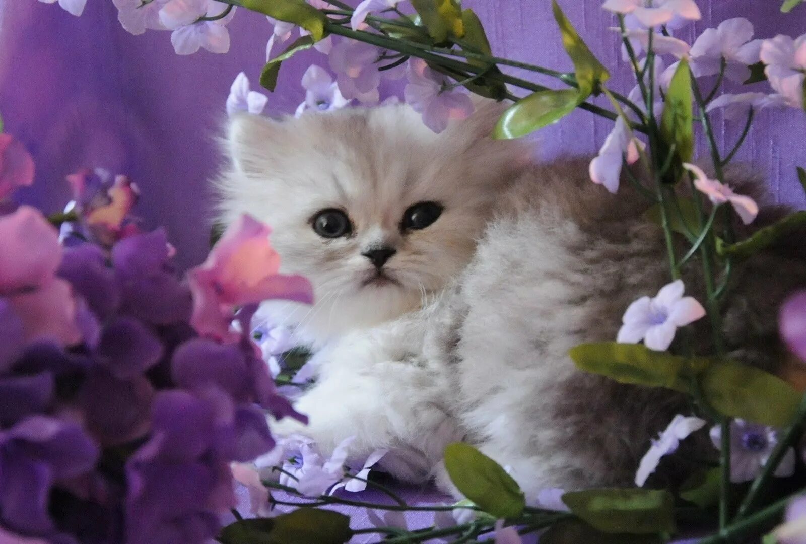 Кошечка последний. Красивые котята. Котенок в цветах. Красивые пушистые котята. Пушистые котята в цветах.