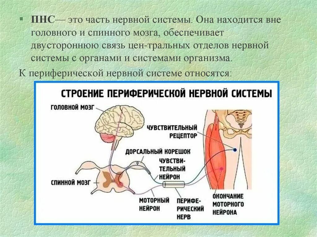 Периферическая нервная система ядра. Периферическая нервная система. Периферическая и вегетативная нервная система. Периферическая нервная система и вегетативная нервная система. Периферическая НС.