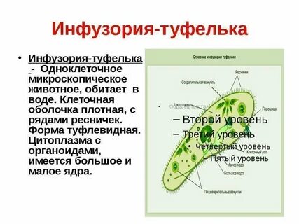 Строение простейших организмов