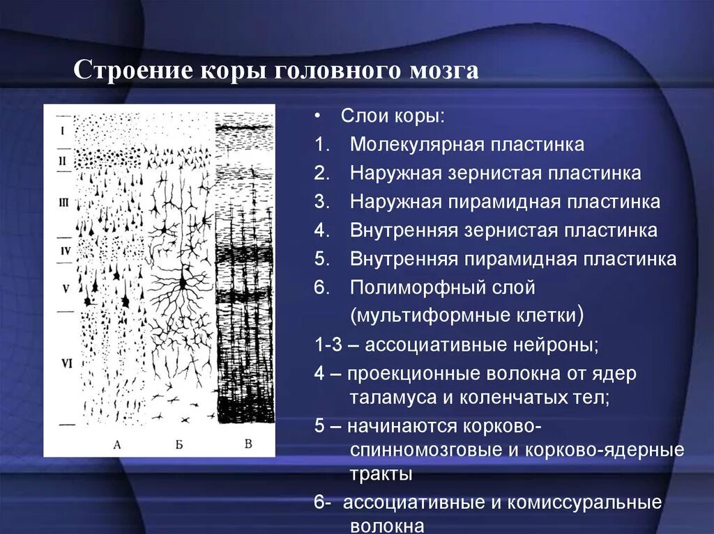 Значения коры мозга. Слои коры головного мозга пиромидный2. Строение мозговой коры 6 слоев.