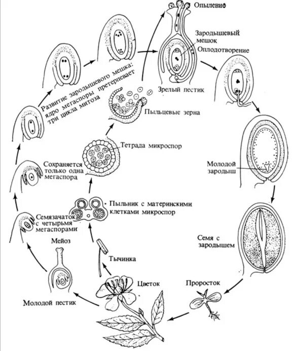 Цикл развития цветкового растения. Цикл развития покрытосеменных схема. Цикл развития покрытосеменных растений схема. Жизненный цикл покрытосеменных растений схема. Установите соответствие оплодотворение после опыления