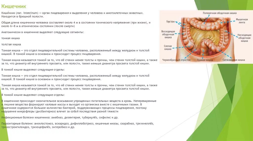 Тонкая кишка биология. Процессы пищеварения в толстой кишке и тонкой. Желудок тонкая кишка толстая кишка таблица. Отдел пищеварительной системы тонкая кишка. Пищеварительная система человека тонкий кишечник.