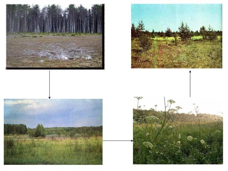 Сукцессия после пожара. • Сукцессии зарастающего озера. Заболачивание озера сукцессия. Зарастание озера сукцессия. Рекреационная сукцессия.