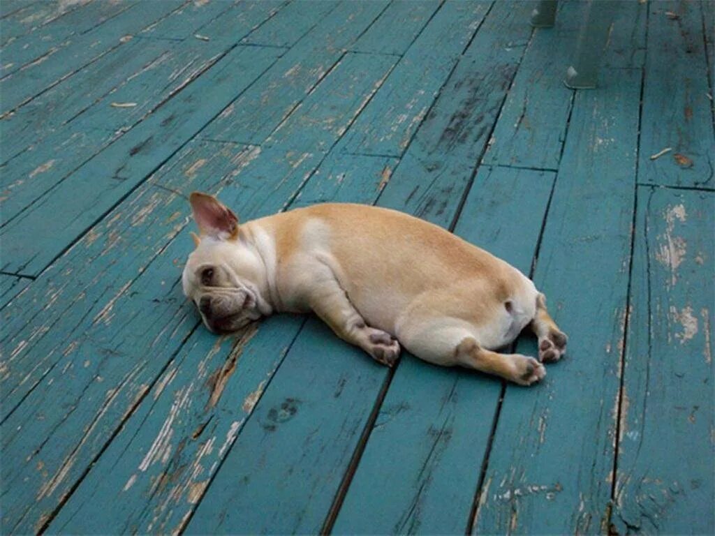 Look he is too tired to continue. Уставшая собака. Пятница конец рабочей недели. Собака лежит. Усталость животные.