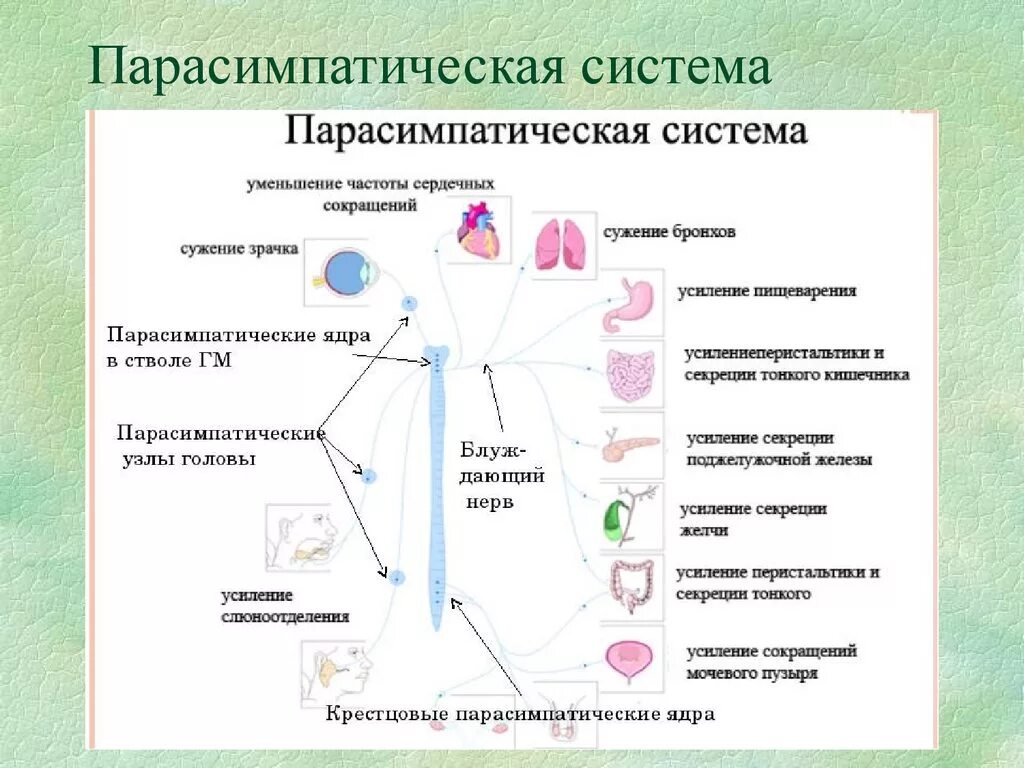 Парасимпатический отдел нервной системы в организме. Отделы вегетативной нервной системы строение. Строение и функции парасимпатической нервной системы. Парасимпатическая система обеспечивает.