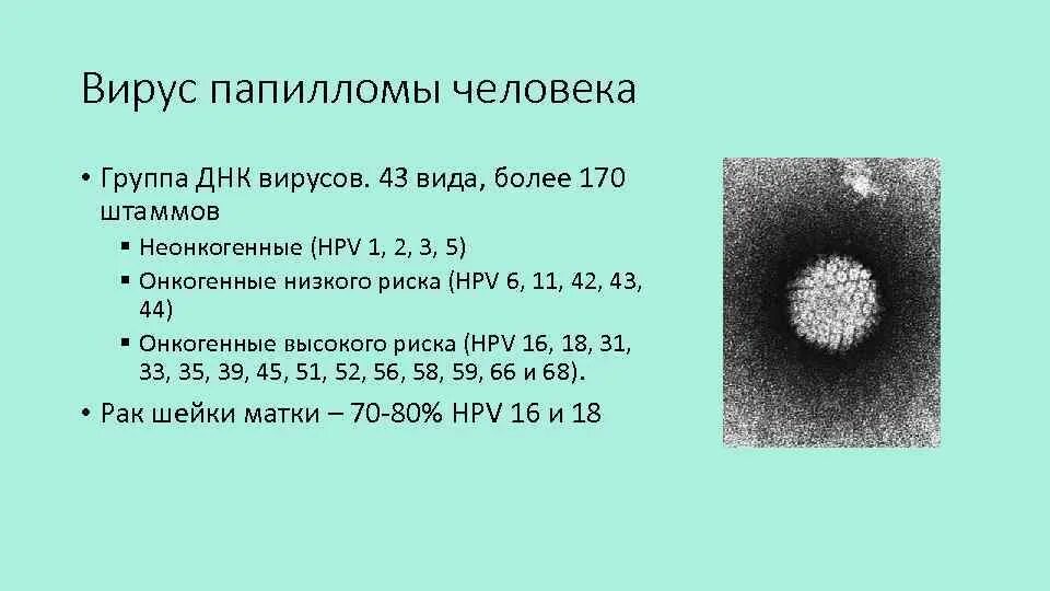 Впч 5 тип. Вирус папилломы человека таблица штаммов. вирус папилломы человека типы.