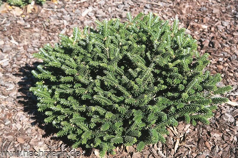 Abies Koreana Oberon. Abies Koreana Оберон. Пихта Koreana Oberon. Пихта корейская Оберон Abies Koreana Oberon. Хвойные недорого