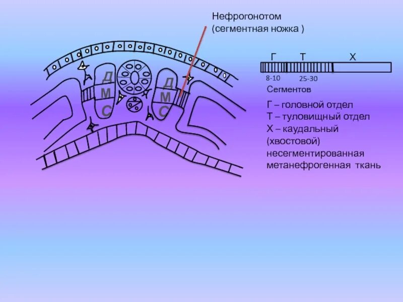 Нефрогонотом