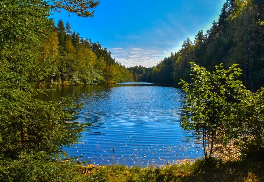 Лесное озеро ВЕРХНЕРУСКОЕ. Хадыженское Лесное озеро. Лесное озеро (Forest Lake). Лесное озеро Адыгея. Картинки рек и озер