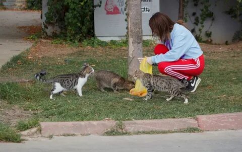 Big cats live all around