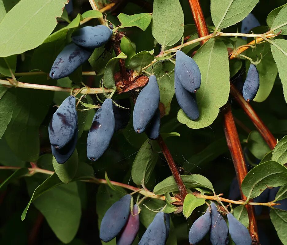 Как выглядит куст жимолости. Жимолость Lonicera edulis. Жимолость съедобная Славянка. Жимолость съедобная кустарник. Жимолость съедобная (Lonicera edulis).