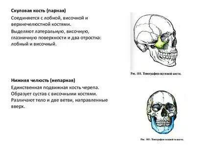 Скуловая кость черепа