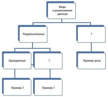 Заполни схему соподчинения систематических групп цветковых растений
