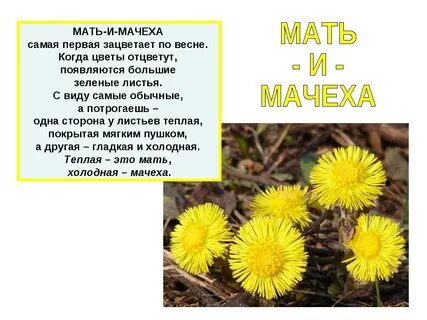 Мачеха писает