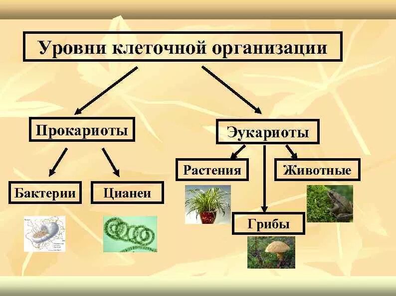 Уровни организации гриба