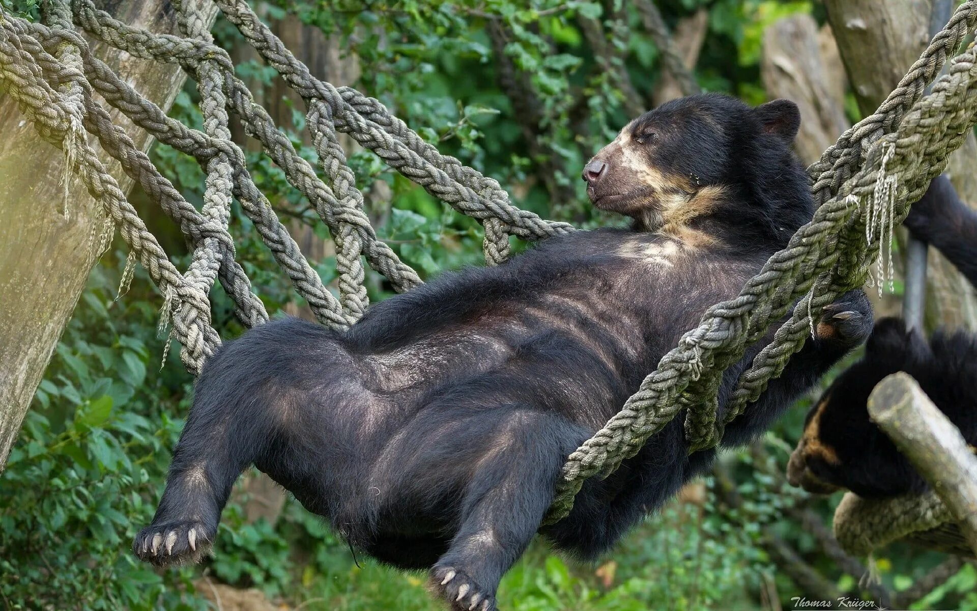 Дальневосточный бурый медведь. Очковый медведь tremarctos ornatus. Kera bear born. Дальний восток камчатка медведь. 3 медведя панда гризли и белый.
