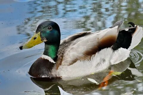 Good duck