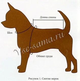 Как снять мерки с собаки для комбинезона