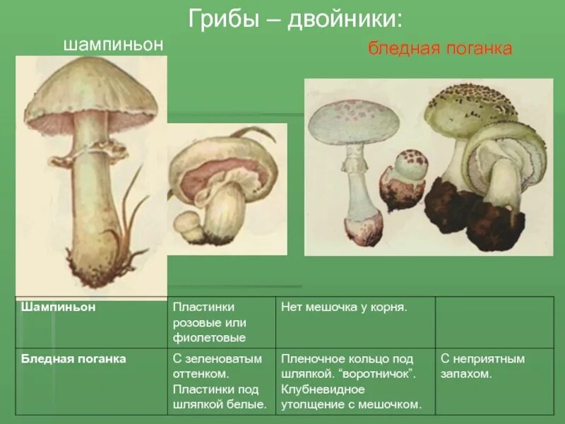 Какой тип питания характерен для шампиньона августовского. Грибы двойники двойник двойник шампиньон. Ядовитые грибы двойники опенок шампиньон. Зелёные страницы 2 бледная поганка и шампиньон сходство и различие. Гриб двойник бледной поганки.