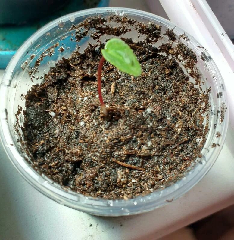 цикламен пересадка после. цветоносы у цикламена. цикламен размножение. цикламен отцвел что делать дальше. цикламен после пересадки.