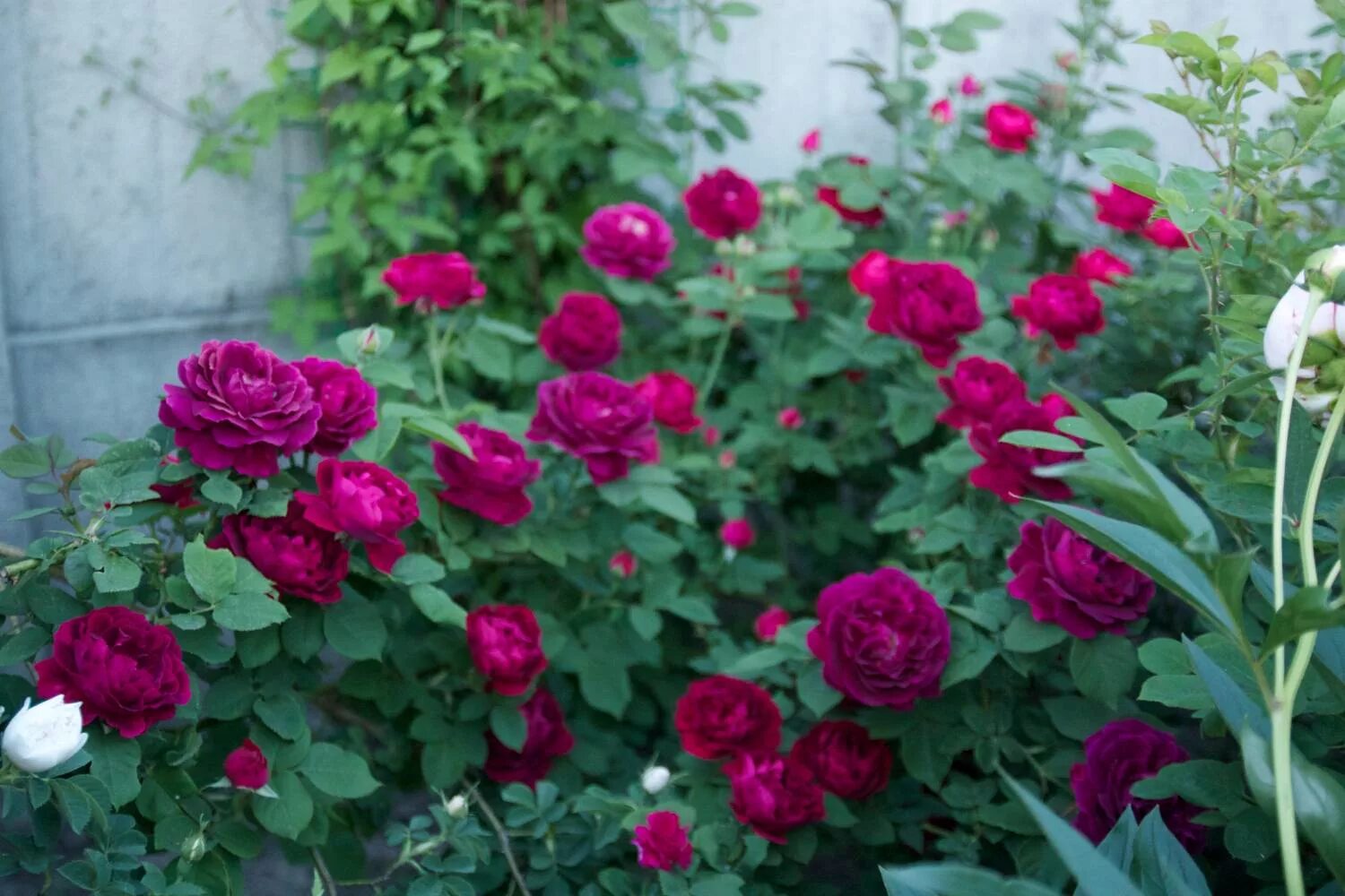 Aicha роза. чеховский сад кустовая. роза кримсон пикси. роза плэзантри. роза сувенир дю доктор жамен.