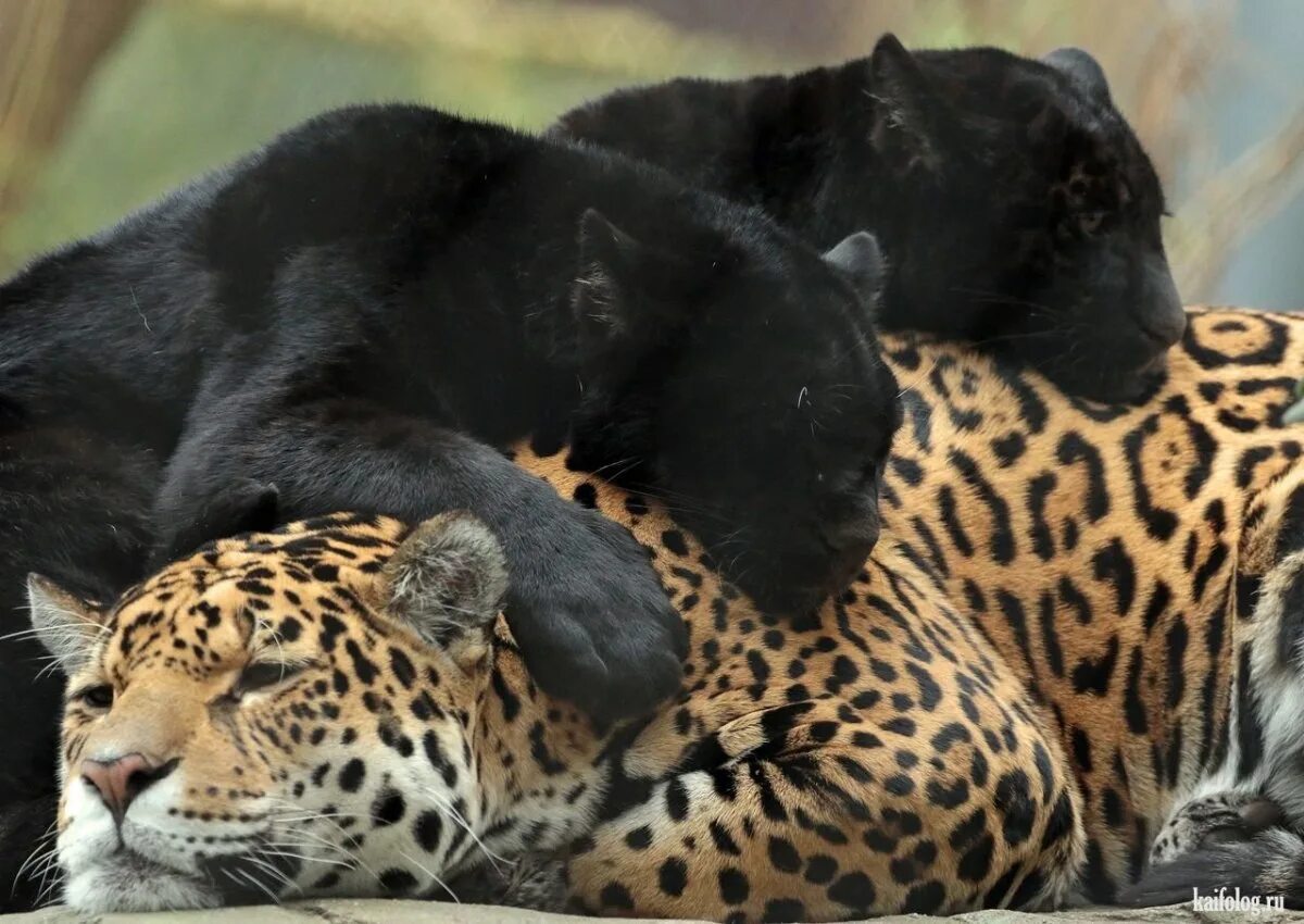 Ягуар леопард пума. Леопард меланист. Лев пантера леопард. Лев пантера леопард. Ягуар и леопард.