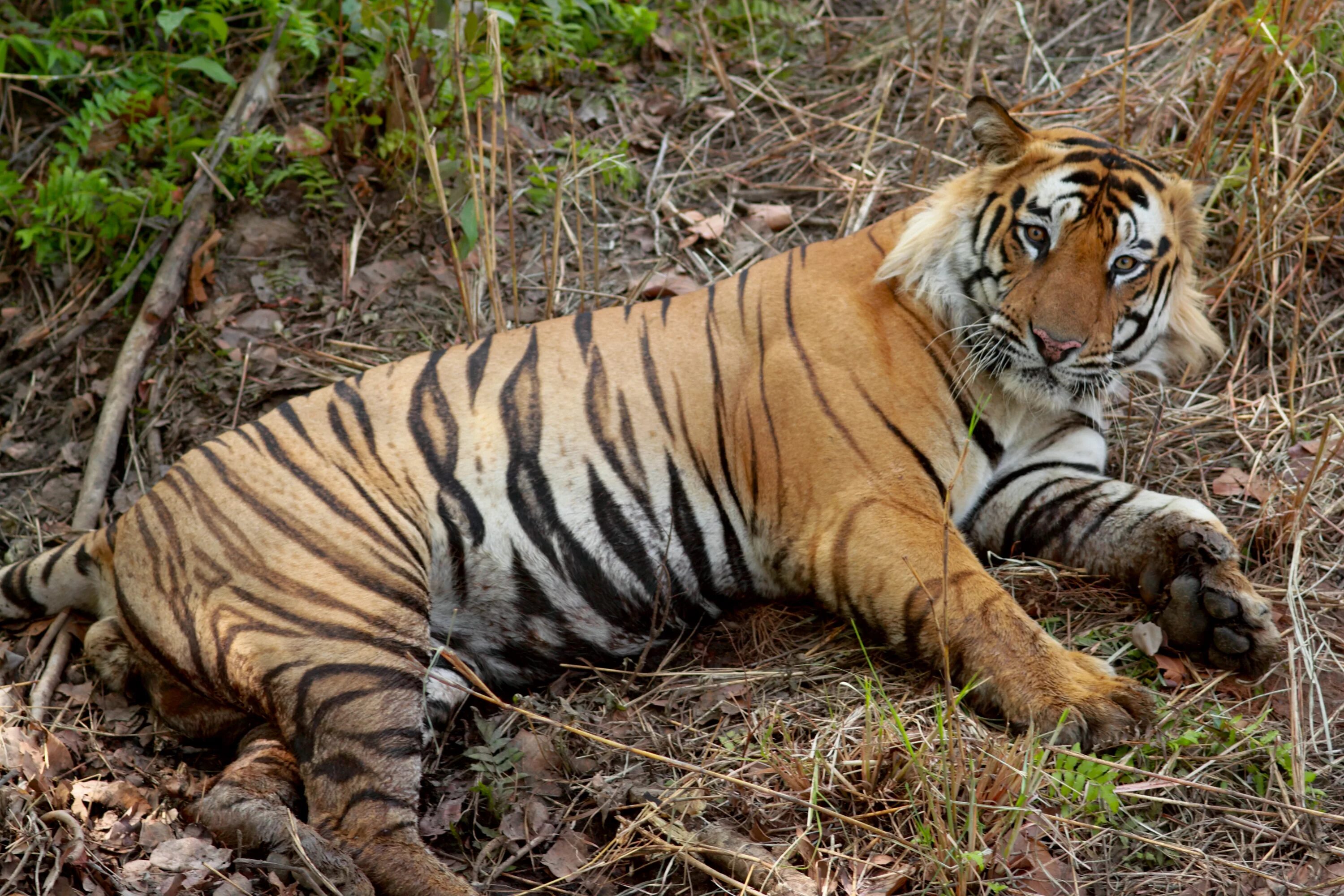 Бенгальский тигр. Королевский бенгальский тигр. Бенгальский тигр Индия. Тигр в Индии. Бенгальский тигр подвид тигра
